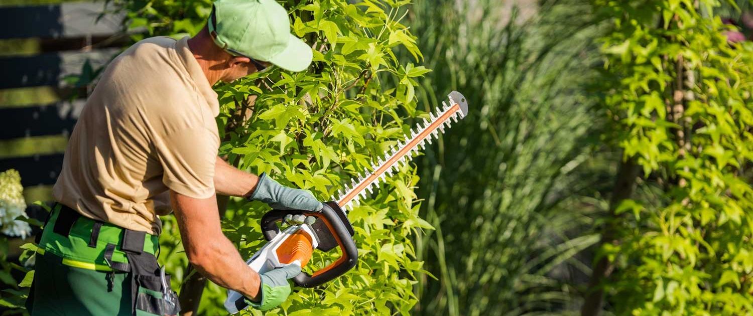 Bearbeitung der Hecke mit einer Heckenschere.